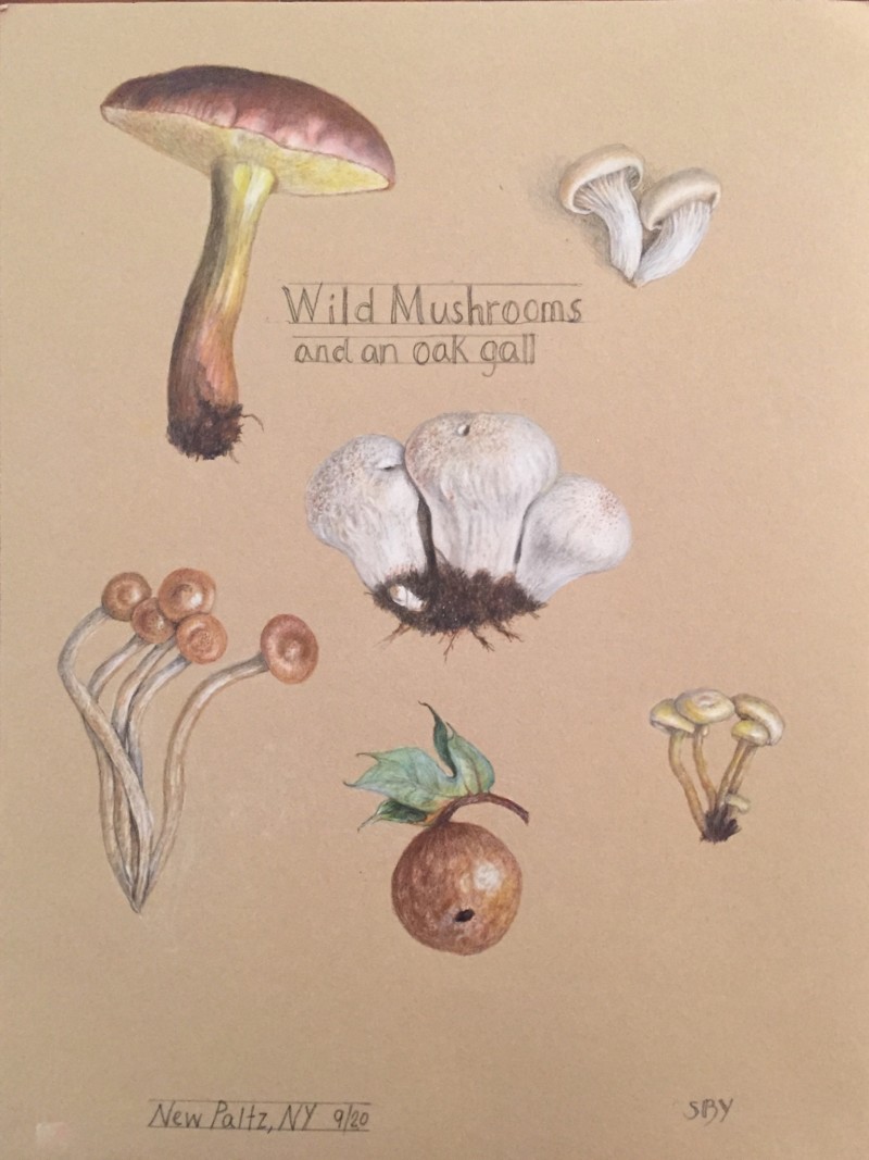 wild-mushrooms-and-an-oak-fall-with-lettering