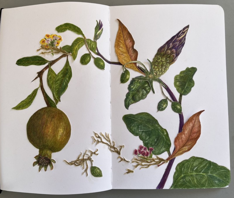 pomegranate-olives-and-other-friends