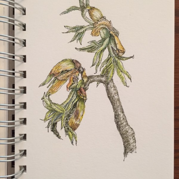 Broken tree branch, of unidentified tree 