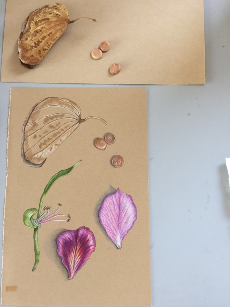 adding-leaf-and-seeds-to-butterfly-flower