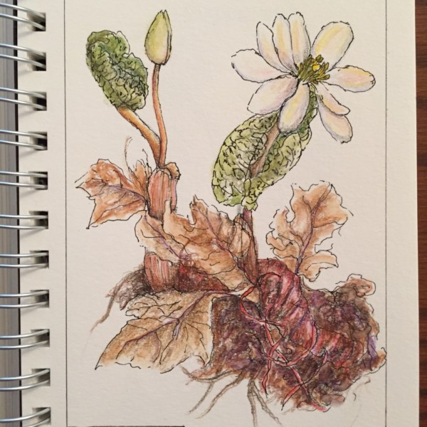 Bloodroot 