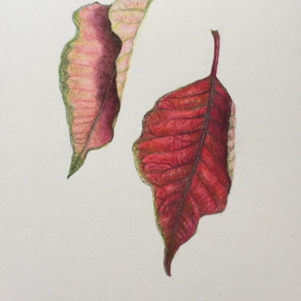 Poinsettia leaves 