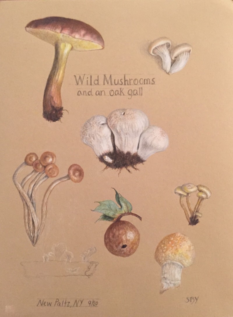 wild-mushrooms-in-progress