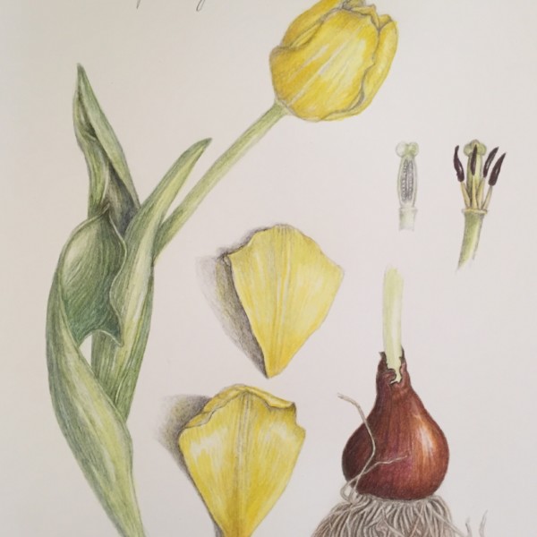 Tulip study, more toning 