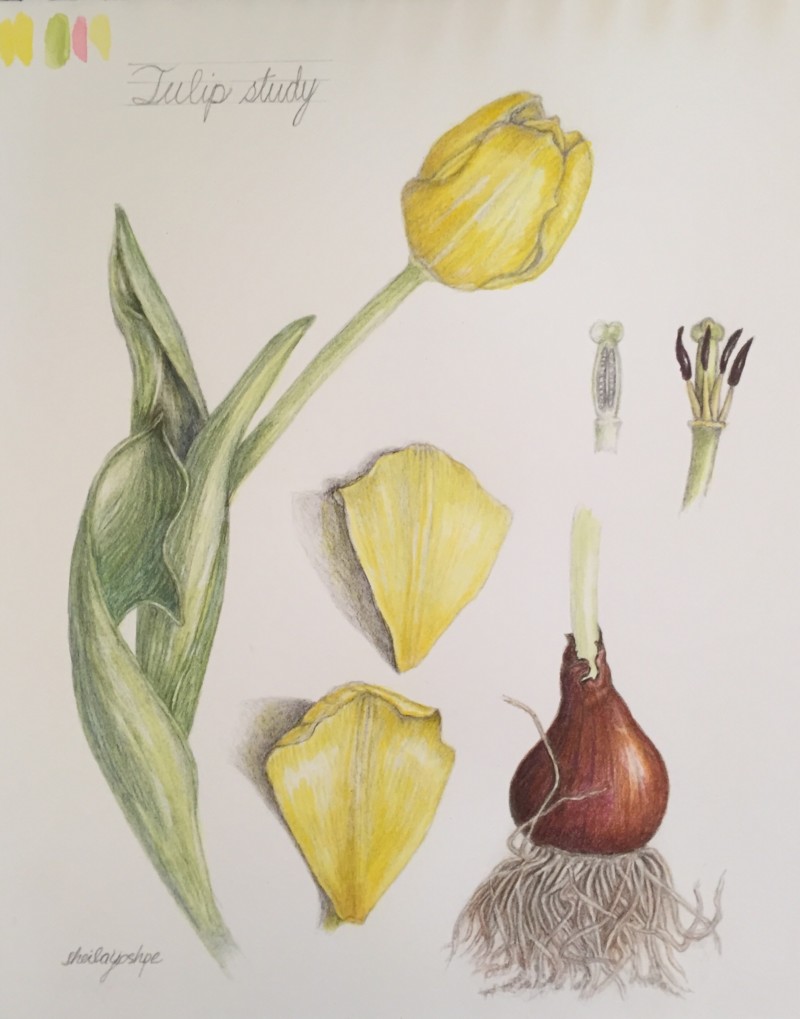 tulip-study-more-toning