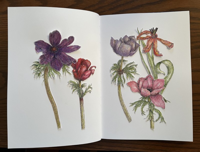 anemones-study-in-progress