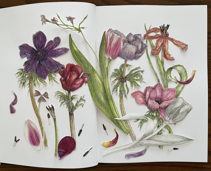 anemones-and-friends