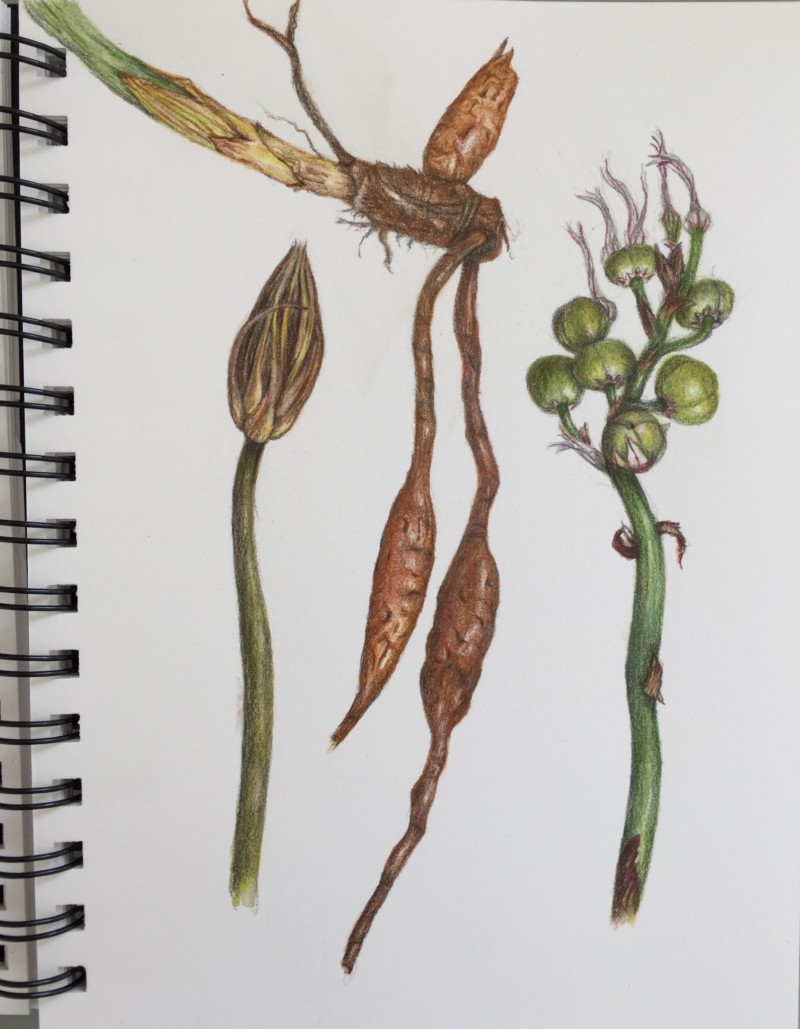 asphodel-flower-head-seeds-and-roots