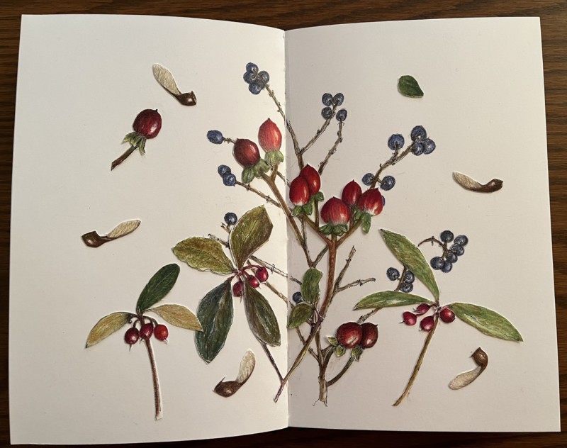 flying-maple-seeds-and-friends