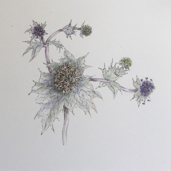 Sea holly, a little more definition 