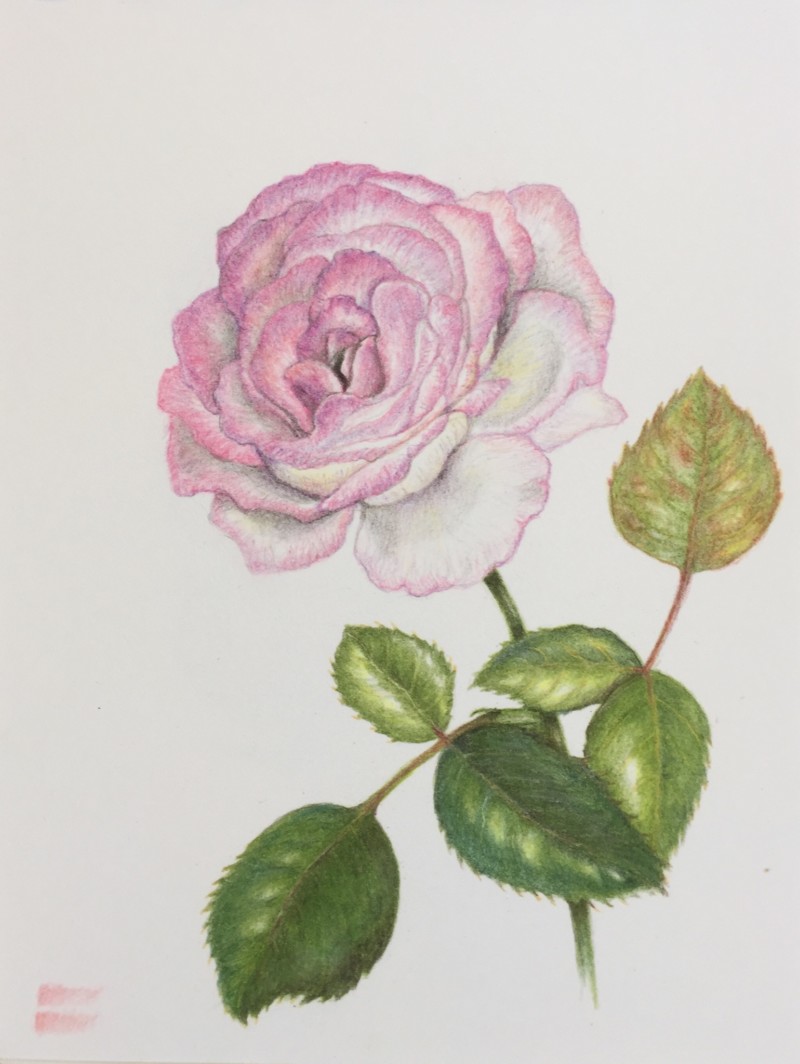 rose-with-some-dark-sepia-added