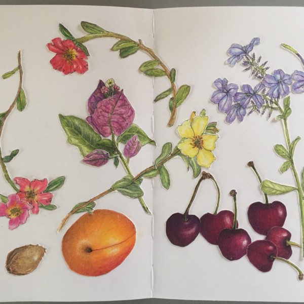 Marbella finds, with more portulaca 