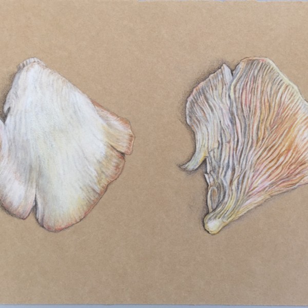 Oyster mushroom on kraft paper