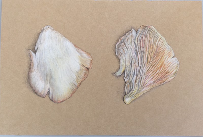 oyster-mushroom-on-kraft-paper