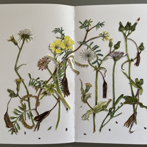 Planter subjects:  weeds and seeds