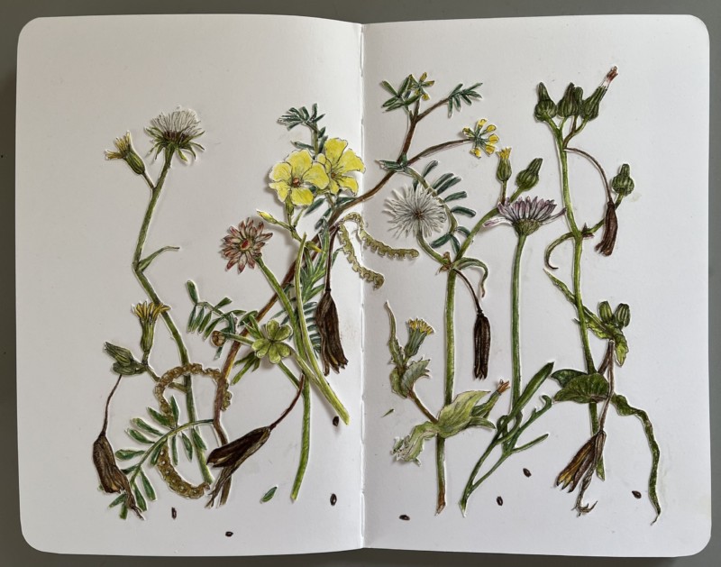 planter-subjects-weeds-and-seeds
