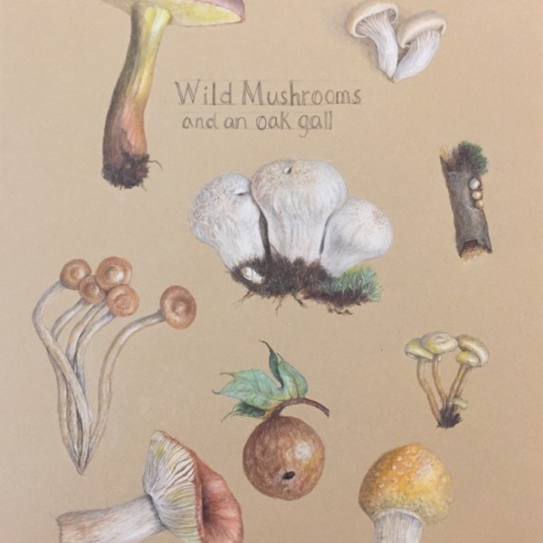 Wild mushrooms, with little stick