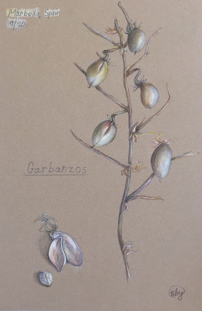 garbanzos-with-more-toning