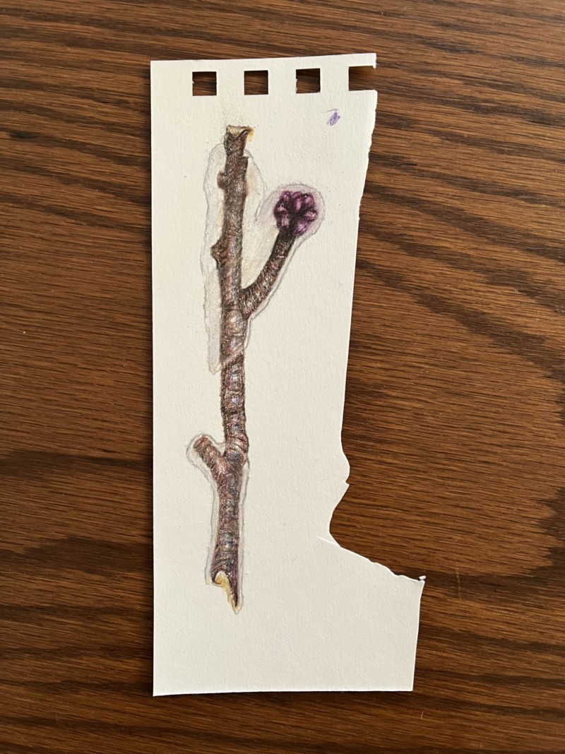 ice-coated-branch-1st-study