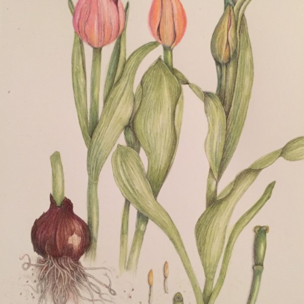 Tulip study