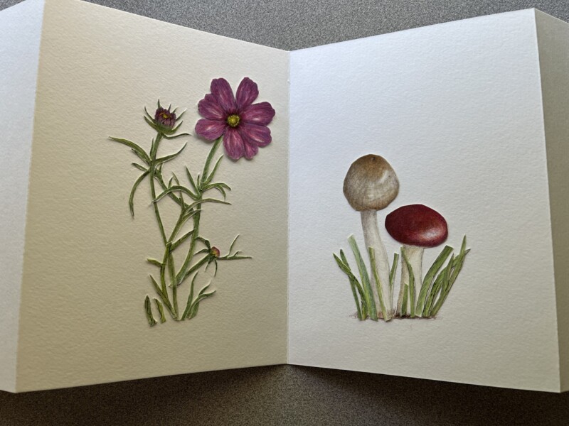 cosmos-and-mushrooms