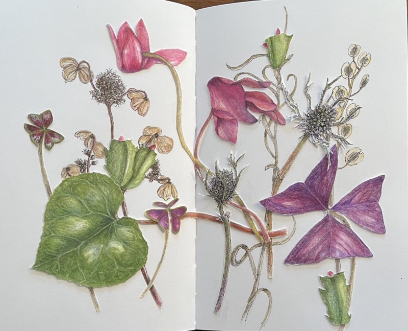 houseplants-and-friends