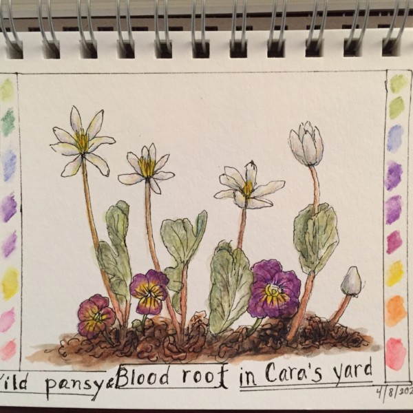 Wild pansy and bloodroot 