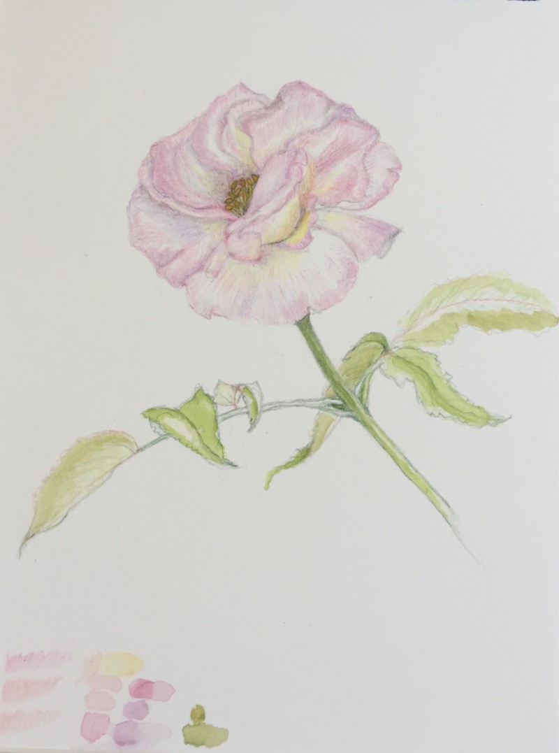 rose-in-progress