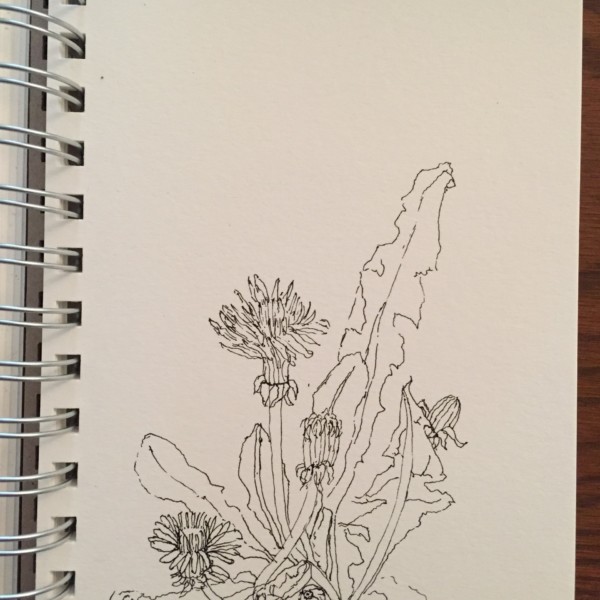 Dandelion study, 1