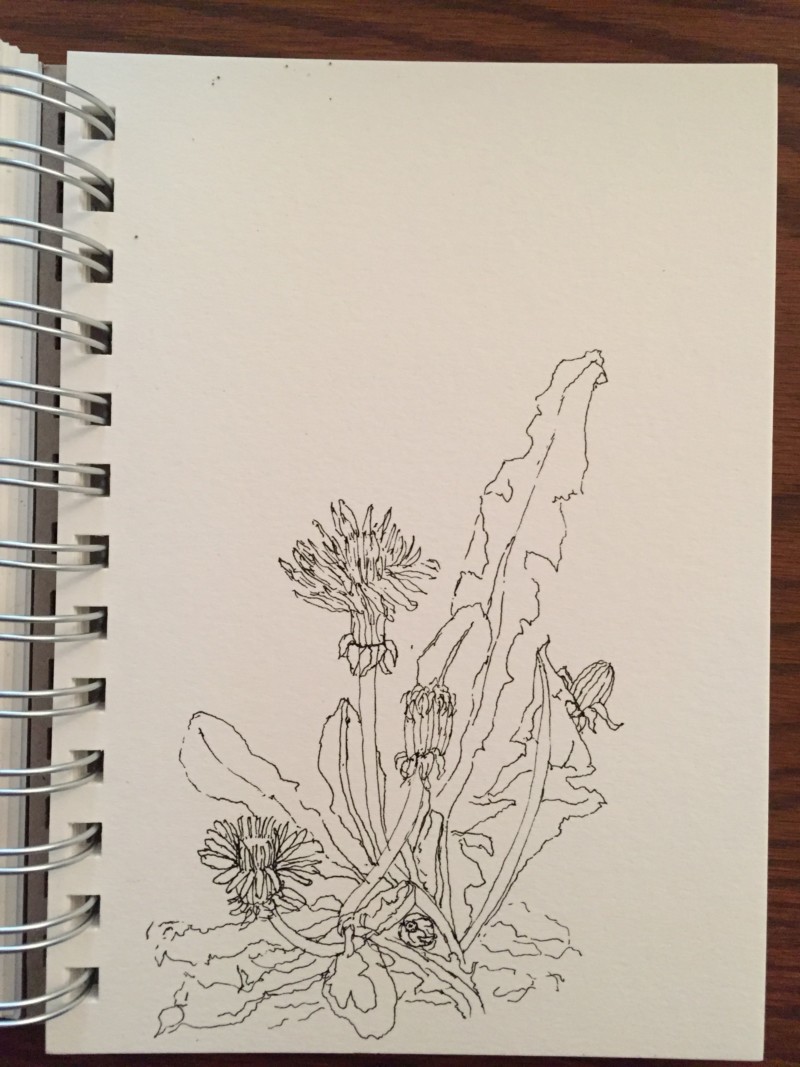 dandelion-study-1