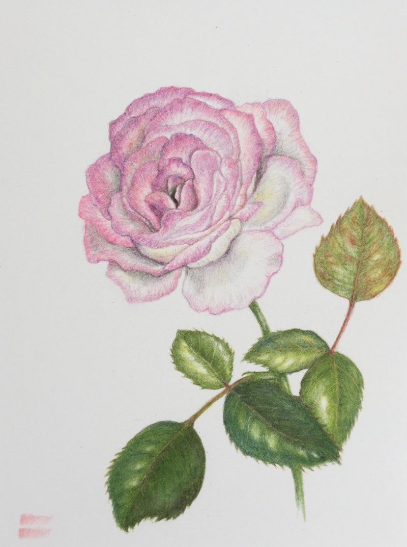pink-and-white-rose-with-leaves