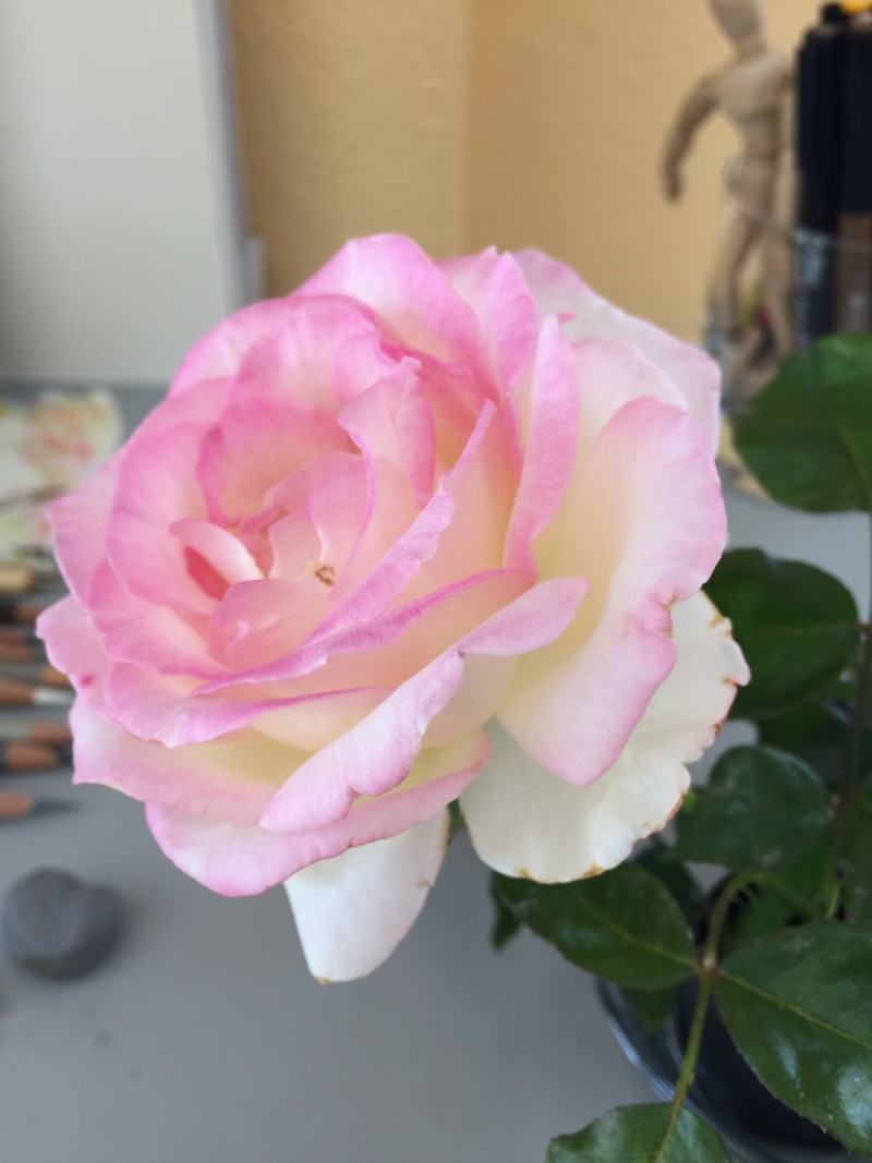 pink-and-white-rose