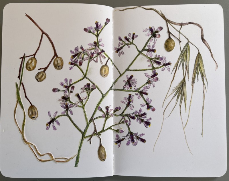 chinaberry-tree-flowers-seeds-and-oats