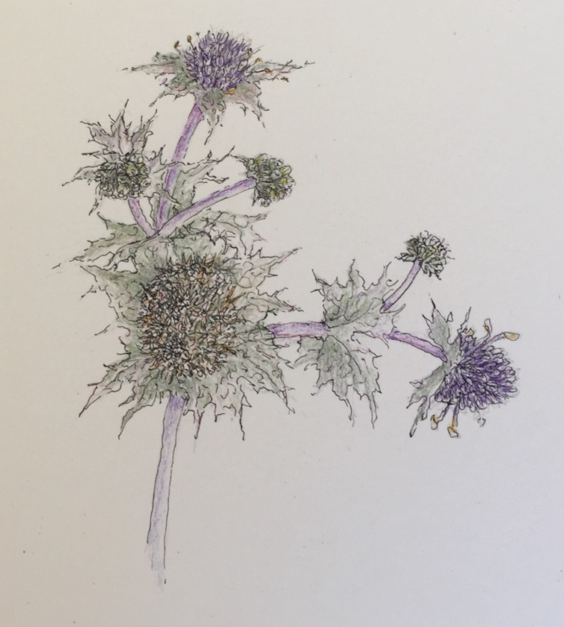 sea-holly