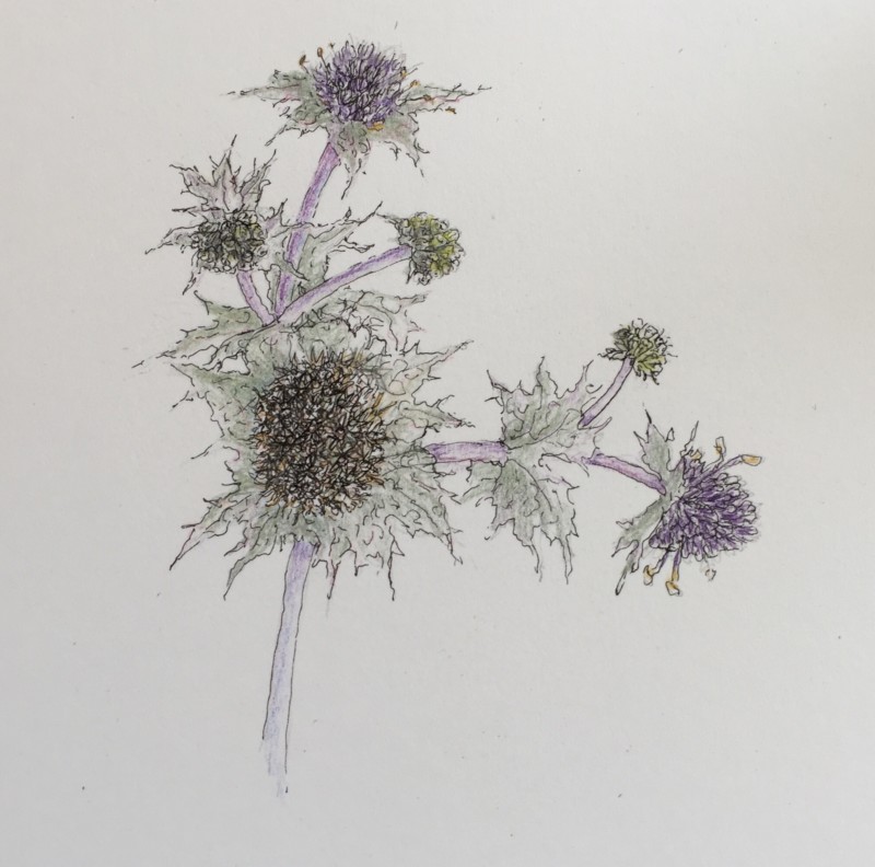 sea-holly-six-flowers-a-little-too-dark