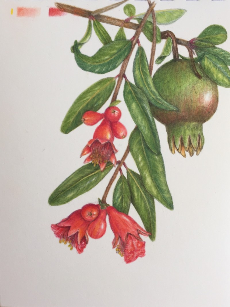 pomegranate-3