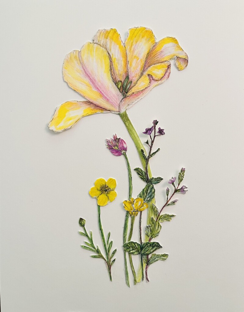 tulip-and-friends