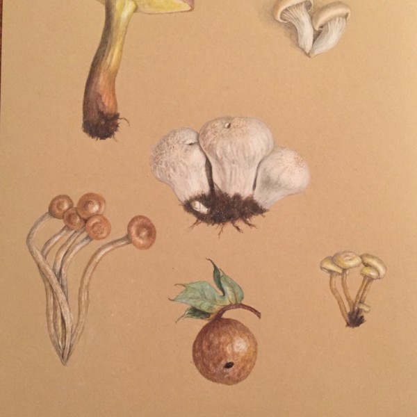 Wild mushrooms and an oak gall