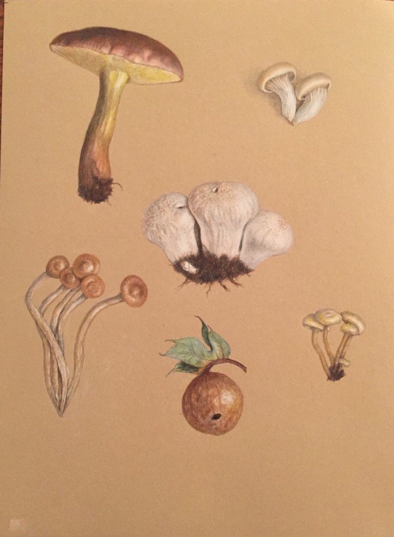 wild-mushrooms-and-an-oak-gall