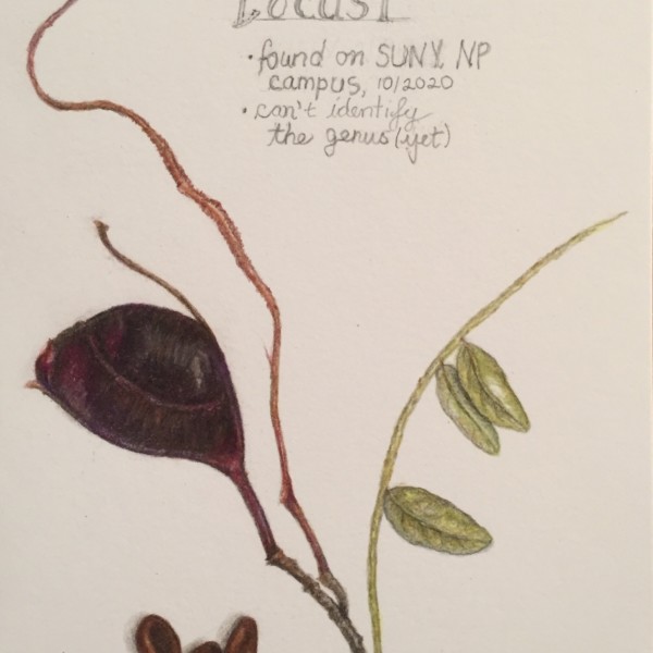 Locust seed pod, seeds and leaves