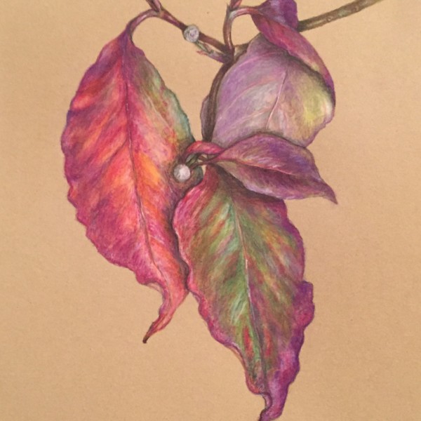 Dogwood branch, darkened overlaps, less lettering 