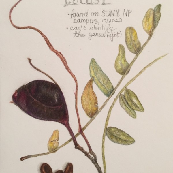 Locust with one more branch of leaves added 