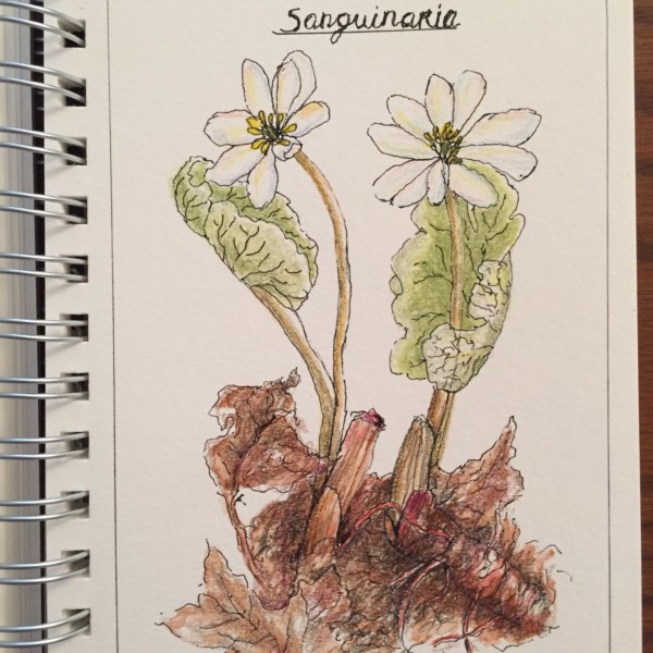 Bloodroot 