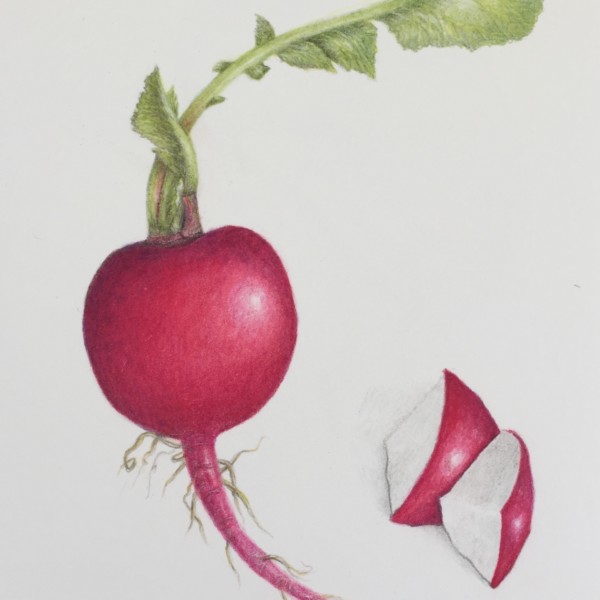 Radish with more toning on slices