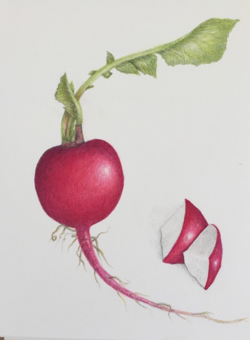 radish-with-more-toning-on-slices