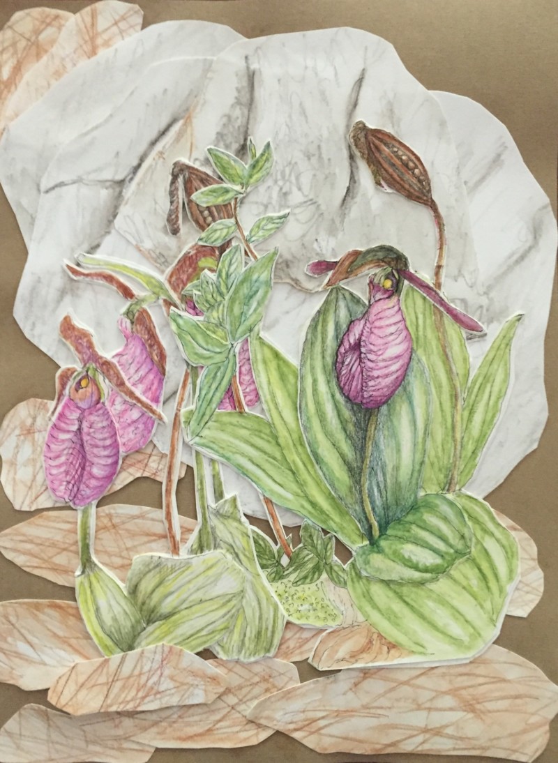 lady-slippers-at-mohonk