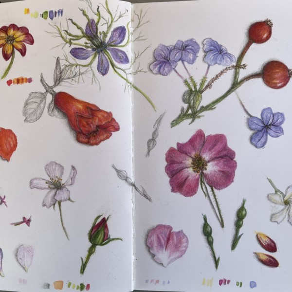 Garden of Lemons, petal study