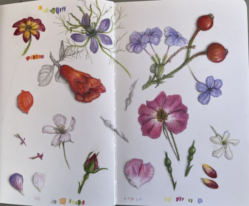 garden-of-lemons-petal-study