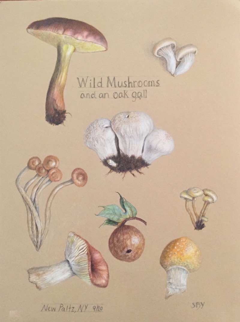 wild-mushrooms-latest-version
