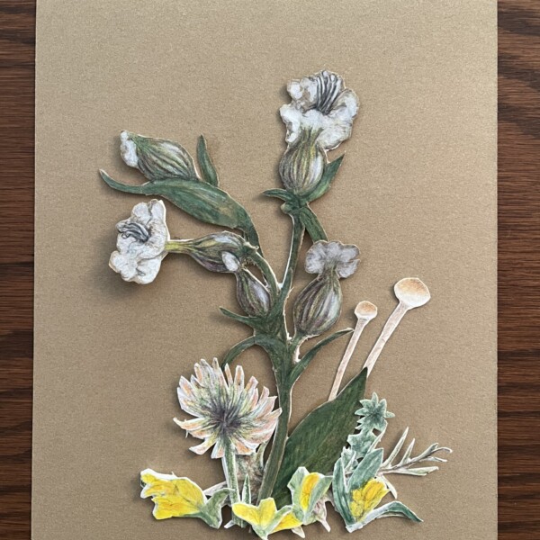Bladderwort and friends 